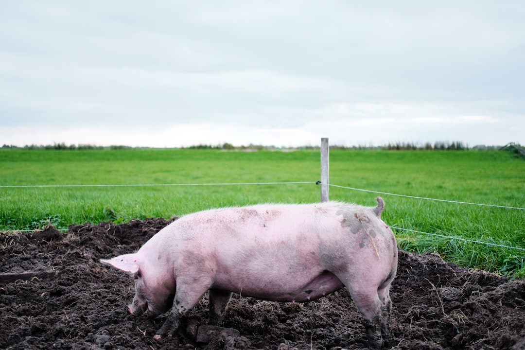 Pig Butchering крипто адрес: как распознать мошенническую схему и защитить свои активы